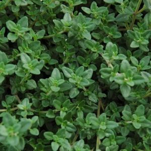 Thyme