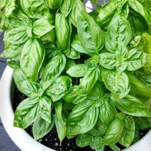 Basil