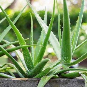 The aloe vera grows only under the sun with well-drained dry or moist soil. Although the plant tastes like a turd, it’s still edible.