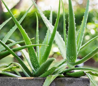 Aloe Vera