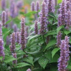 Hyssop