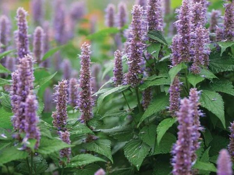 Hyssop