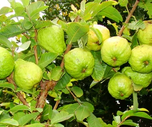 Guava