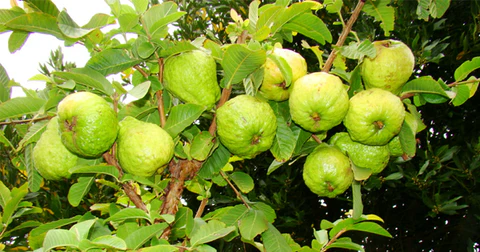 Guava