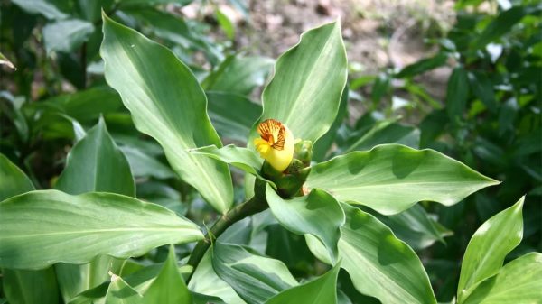 Insulin Plant, Costus Igneus – Plant